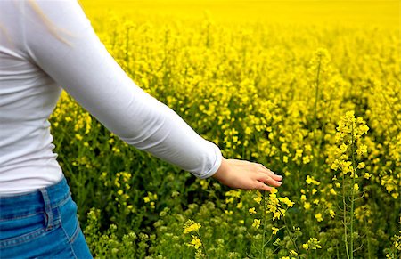 Female hands touching gentle blooming rapeseed crops. Stock Photo - Budget Royalty-Free & Subscription, Code: 400-08669832