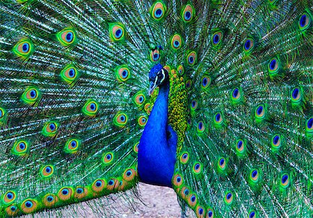 simsearch:400-05725990,k - peacock. peafowl. Beautiful spread of a peacock. beautiful peacock bird. A beautiful male peacock with expanded feathers. Stock Photo - Budget Royalty-Free & Subscription, Code: 400-08671854