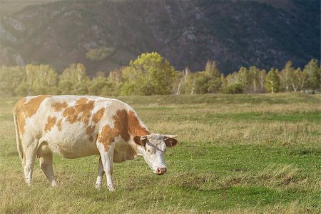 simsearch:400-05151981,k - Grazing cow in mountain ranch, Altay Russia Foto de stock - Super Valor sin royalties y Suscripción, Código: 400-08673275