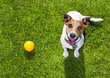 fetch - happy jack russell terrier dog  in park or meadow waiting and looking up to owner to play and have fun together, ball on grass Stock Photo - Budget Royalty-Free & Subscription, Code: 400-08694285