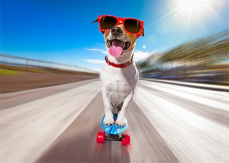 funny images of people driving - jack russell terrier dog  riding very fast with speed a skateboard as skater , with sunglasses in summer vacation close to the beach Stock Photo - Budget Royalty-Free & Subscription, Code: 400-08694288