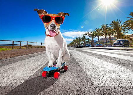 funny images of people driving - jack russell terrier dog  riding a skateboard as a skater , with sunglasses in summer vacation close to the beach Stock Photo - Budget Royalty-Free & Subscription, Code: 400-08694289