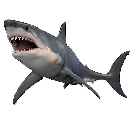 The Great White shark can grow over 8 meters or 26 feet and live to 70 years of age. Stock Photo - Budget Royalty-Free & Subscription, Code: 400-08695415