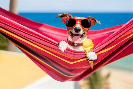 jack russell dog relaxing on a fancy red  hammock  or lounger  with  cold vanilla ice cream ,  on summer vacation holidays at the beach Stock Photo - Budget Royalty-Free & Subscription, Code: 400-08695553