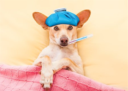 sick ill dog resting and recovering in bed , headache or fever, thermometer in mouth and ice pack on head Stock Photo - Budget Royalty-Free & Subscription, Code: 400-08695766