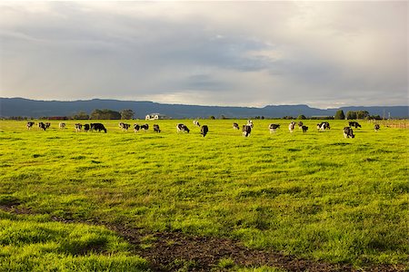 simsearch:400-05323136,k - Cattle grazing in the open meadows in Australia Foto de stock - Super Valor sin royalties y Suscripción, Código: 400-08692999