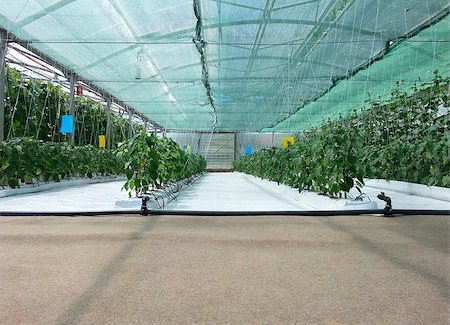 simsearch:400-04882980,k - Hydroponic Cultivation of Paprika and Cucumber Hothouse Photographie de stock - Aubaine LD & Abonnement, Code: 400-08693367