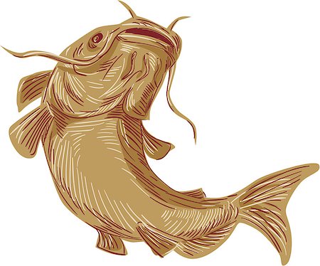 Drawing sketch styleillustration of a ray-finned fish catfish also known as mud cat, polliwogs or chucklehead going up viewed from front set on isolated white background. Stock Photo - Budget Royalty-Free & Subscription, Code: 400-08708768