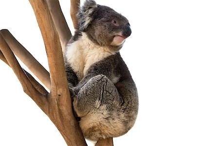 simsearch:400-04698881,k - Australian koala bear isolated with copyspace for slogan or text message Stock Photo - Budget Royalty-Free & Subscription, Code: 400-08736125