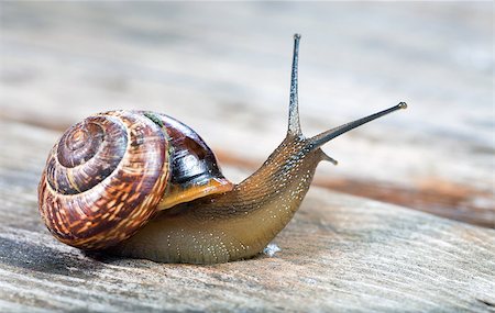 escargot - Small snail crawling on an old wooden surface Stock Photo - Budget Royalty-Free & Subscription, Code: 400-08730165