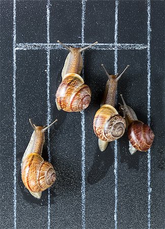 Snails on the athletic track moves the finish line Stock Photo - Budget Royalty-Free & Subscription, Code: 400-08733054