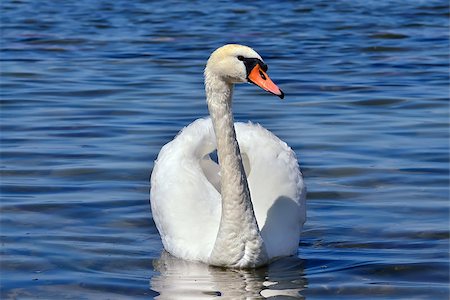 feathers and water drops - White mute swan is swimming on the Lake Stock Photo - Budget Royalty-Free & Subscription, Code: 400-08733696