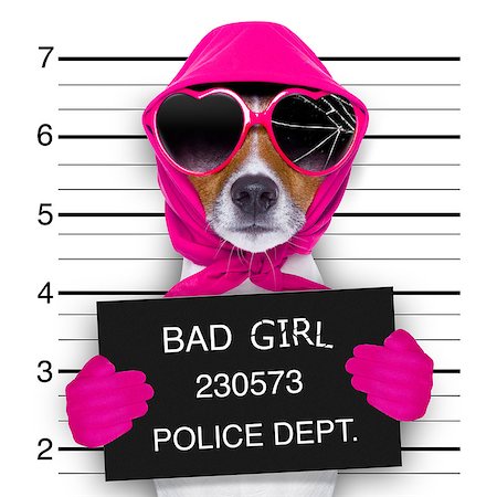 diva lady girl  dog posing for a lovely mugshot, as a criminal and thief with broken sunglasses and scarf Stock Photo - Budget Royalty-Free & Subscription, Code: 400-08733712