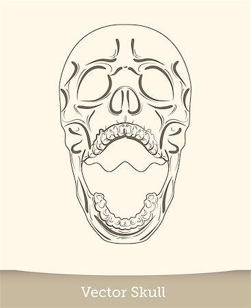 simsearch:400-04275576,k - skull illustration isolated on white background. Vector EPS10 Photographie de stock - Aubaine LD & Abonnement, Code: 400-08754439