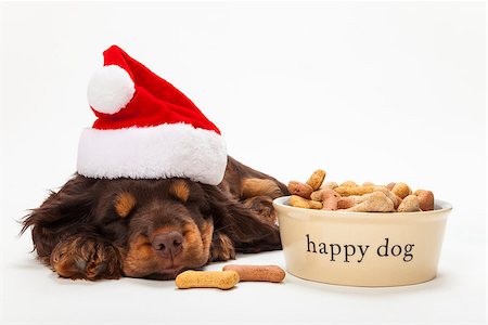 dreaming about eating - Cute Cocker Spaniel puppy dog wearing a Christmas Santa hat sleeping by Happy Dog bowl of bone shaped biscuits Stock Photo - Budget Royalty-Free & Subscription, Code: 400-08774184