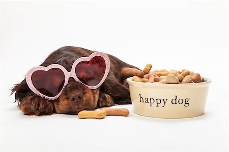 dreaming about eating - Cute Cocker Spaniel puppy dog laying down wearing pink heart shaped sunglasses by Happy Dog bowl of bone shaped biscuits Stock Photo - Budget Royalty-Free & Subscription, Code: 400-08774185