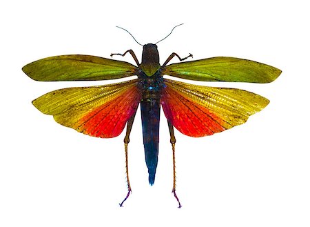 insect locust isolated on white background Foto de stock - Super Valor sin royalties y Suscripción, Código: 400-08776165