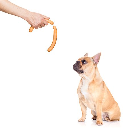 dreaming about eating - hungry  french bulldog dog thinking and hoping for a treat or sausage by owner with hand,  isolated on white background Stock Photo - Budget Royalty-Free & Subscription, Code: 400-08778130