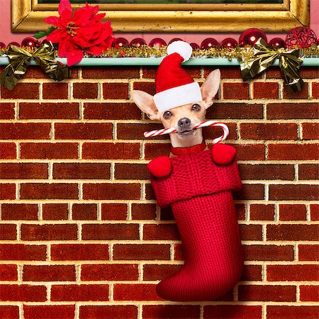 chihuahua dog  inside xmas stockings or socks, for christmas holidays hanging at the wall of chimney Stock Photo - Budget Royalty-Free & Subscription, Code: 400-08778141