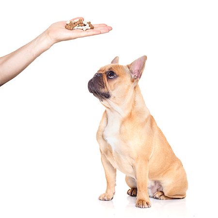 dreaming about eating - hungry  french bulldog dog thinking and hoping for a treat or sausage by owner with hand,  isolated on white background Stock Photo - Budget Royalty-Free & Subscription, Code: 400-08778152