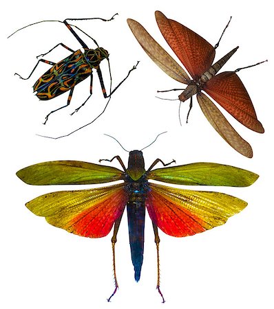 insect locust isolated on white background. locust grasshopper Photographie de stock - Aubaine LD & Abonnement, Code: 400-08779454