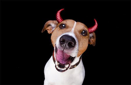 evil dogs - jack russell terrier dog isolated on black background looking at you  with open smacking mouth with devil horns for halloween Stock Photo - Budget Royalty-Free & Subscription, Code: 400-08773259