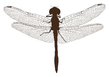 Brown dragonfly silhouette top view. Isolated on white vector illustration Stock Photo - Budget Royalty-Free & Subscription, Code: 400-08789841