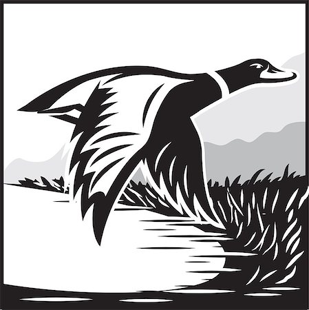 drake - Monochrome vector illustration with flying wild duck over the water Stock Photo - Budget Royalty-Free & Subscription, Code: 400-08797006