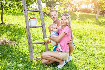 family apple orchard - Young beautiful family picking apples from an apple tree Stock Photo - Budget Royalty-Free & Subscription, Code: 400-08790264