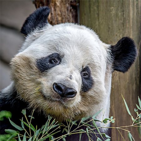 simsearch:400-08154053,k - giant panda eating green  bamboo Stock Photo - Budget Royalty-Free & Subscription, Code: 400-08808478