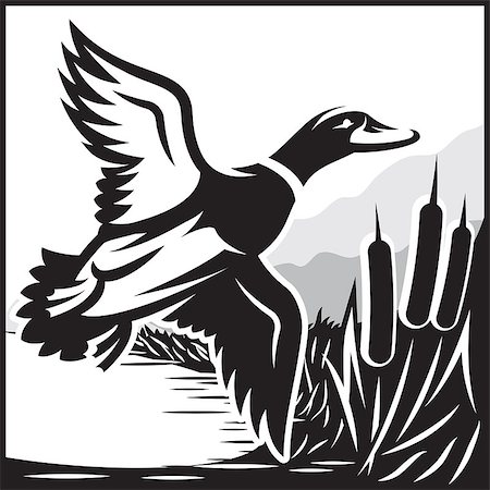 drake - Monochrome vector illustration with flying wild duck over the water Stock Photo - Budget Royalty-Free & Subscription, Code: 400-08817377