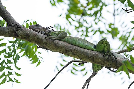 spiny tail iguana up a tree in the pacific Costa Rica Stock Photo - Budget Royalty-Free & Subscription, Code: 400-08812199