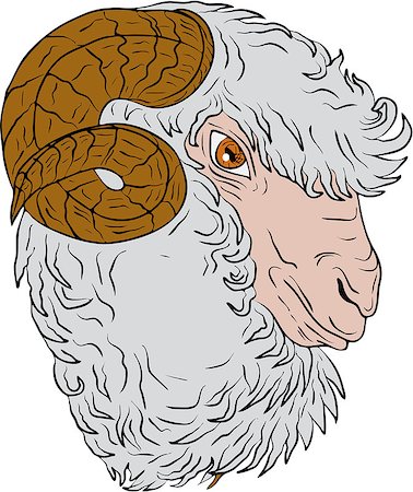 ram animal side view - Drawing sketch style illustration of a merino ram sheep head viewed from the side set on isolated white background. Stock Photo - Budget Royalty-Free & Subscription, Code: 400-08820403