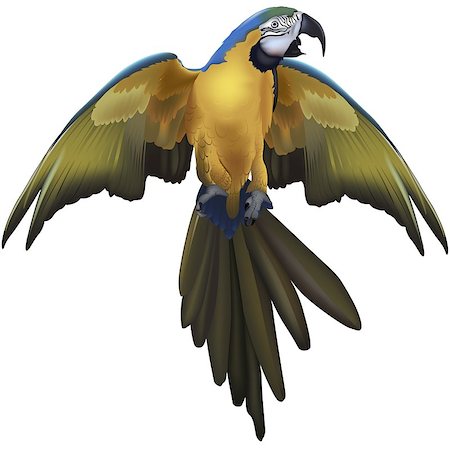 simsearch:400-08410665,k - Blue And Yellow Macaw Parrot - Colored Illustration, Vector Photographie de stock - Aubaine LD & Abonnement, Code: 400-08837158