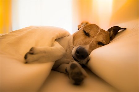 Jack russell dog  sleeping under the blanket in bed the  bedroom, ill ,sick or tired, sheet covering its body (LOW LIGHT PHOTO) Stock Photo - Budget Royalty-Free & Subscription, Code: 400-08832751