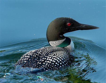 eistaucher - Common Loon (Gavia immer) in breeding plumage closeup swimming on a northwoods lake in Wisconsin. Stockbilder - Microstock & Abonnement, Bildnummer: 400-08861264