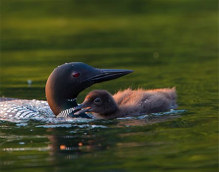eistaucher - Baby Loon Chick begging parent for food. Common Loon (Gavia immer) in breeding plumage on a northwoods lake in Wisconsin. Stockbilder - Microstock & Abonnement, Bildnummer: 400-08861266