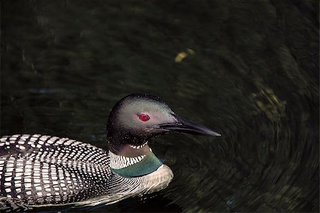eistaucher - Common Loon (Gavia immer) in breeding plumage closeup on a northwoods lake in Wisconsin. Stockbilder - Microstock & Abonnement, Bildnummer: 400-08861268