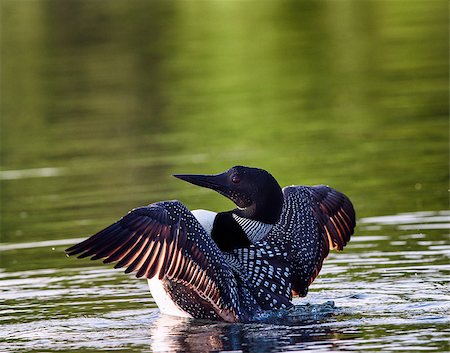 eistaucher - Common Loon (Gavia immer) in breeding plumage flapping wings on a northwoods lake in Wisconsin. Stockbilder - Microstock & Abonnement, Bildnummer: 400-08861260