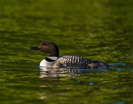 eistaucher - Common Loon (Gavia immer) in breeding plumage swimming on a northwoods lake in Wisconsin. Stockbilder - Microstock & Abonnement, Bildnummer: 400-08861261