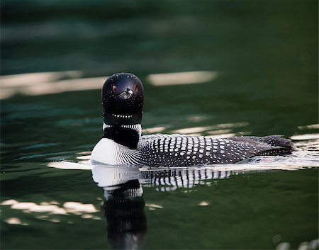eistaucher - Common Loon (Gavia immer) in breeding plumage swimming on a northwoods lake in Wisconsin. Stockbilder - Microstock & Abonnement, Bildnummer: 400-08861262