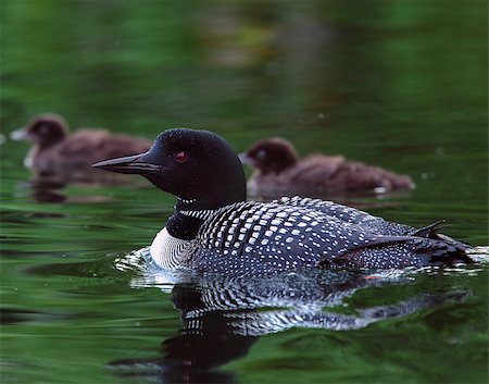 eistaucher - Common Loon (Gavia immer) in breeding plumage with two baby loon chicks in the background on a northwoods lake in Wisconsin. Stockbilder - Microstock & Abonnement, Bildnummer: 400-08861263