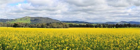 plants of the australian outback - Beautiful views of Canola fields at Wattamondara.  Focus to foreground only Stock Photo - Budget Royalty-Free & Subscription, Code: 400-08861278