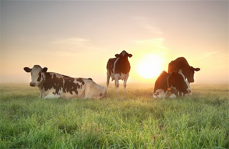 dutch cow pictures - few cows on relaxed on pasture with sun behind and mist Stock Photo - Budget Royalty-Free & Subscription, Code: 400-08861476