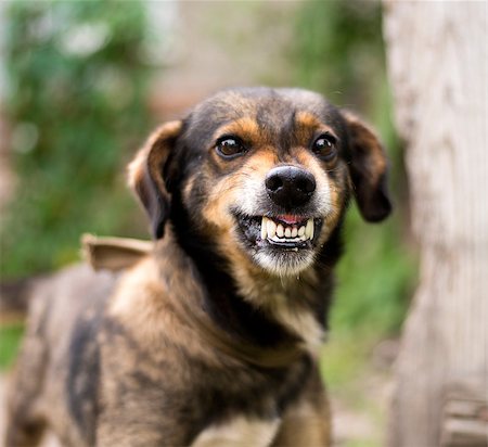 snarling dog images - Enraged aggressive, angry dog. Grin jaws with  fangs  ,  hungry,  drool. Stock Photo - Budget Royalty-Free & Subscription, Code: 400-08861579