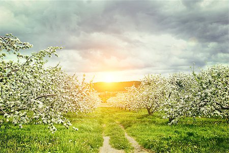 flower tree sunrise - Apple orchard in springtime Stock Photo - Budget Royalty-Free & Subscription, Code: 400-08862248
