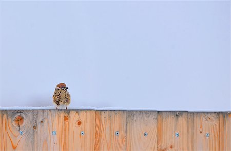 simsearch:400-04604339,k - Little Sparrow on fence in winter time Stock Photo - Budget Royalty-Free & Subscription, Code: 400-08862481