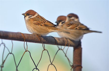 simsearch:400-04604339,k - Little Sparrows on fence in morning time Stock Photo - Budget Royalty-Free & Subscription, Code: 400-08862482