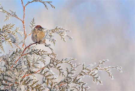 simsearch:400-04604339,k - Little Sparrows on pine tree branch in winter Stock Photo - Budget Royalty-Free & Subscription, Code: 400-08862483