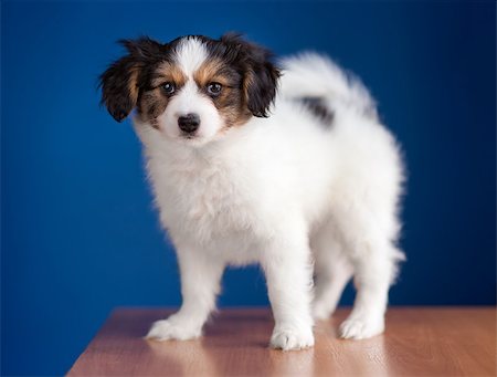 simsearch:400-05722359,k - Cute puppy of the Continental Toy spaniel - Papillon - on a blue background Stock Photo - Budget Royalty-Free & Subscription, Code: 400-08862869